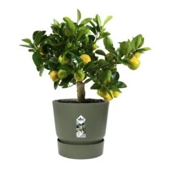Elho Greenville Bloempot 30 Cm -Tuinwinkel 10162116
