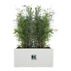 Elho Vivo Next Plantenbak B 60 Cm - Wit -Tuinwinkel 10907323