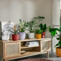 Tuinwinkel -Tuinwinkel 11309634