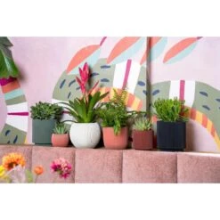 Tuinwinkel -Tuinwinkel 11774724