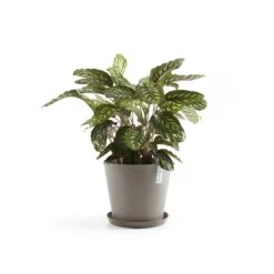 Ecopots Amsterdam Pot Ø 40 Cm - Taupe -Tuinwinkel 9437010