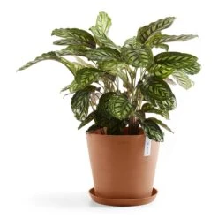 Ecopots Amsterdam 40 19 Ecopots Amsterdam 40 -Tuinwinkel 9479982